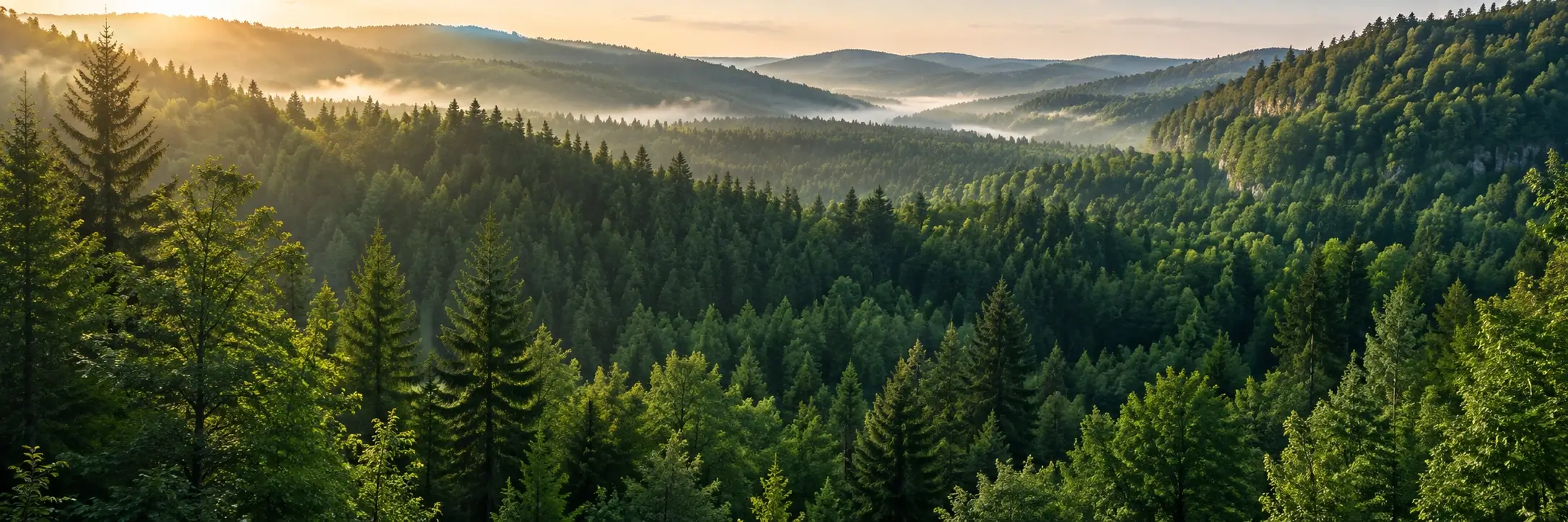 Bosque verde